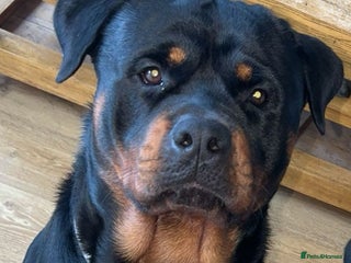 Rottweiler dogs Azrael for Stud - complete package available - Advert 1