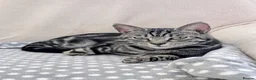 Domestic Shorthair cats for adoption: Ember, stunning tabby girl  in Basingstoke - Advert 4