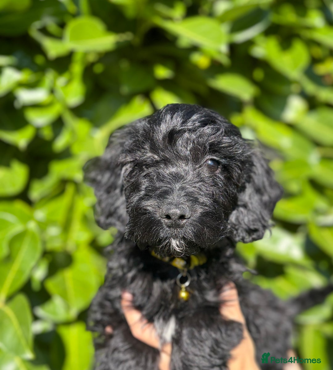 Cockapoo dogs for sale: Stunning Cockerpoo Puppies - Image 12