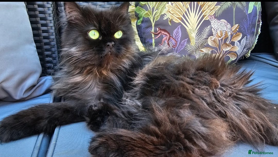 Persian cats for sale: beautiful black Persian  - Advert 1