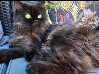 Persian cats beautiful black Persian - Advert 16