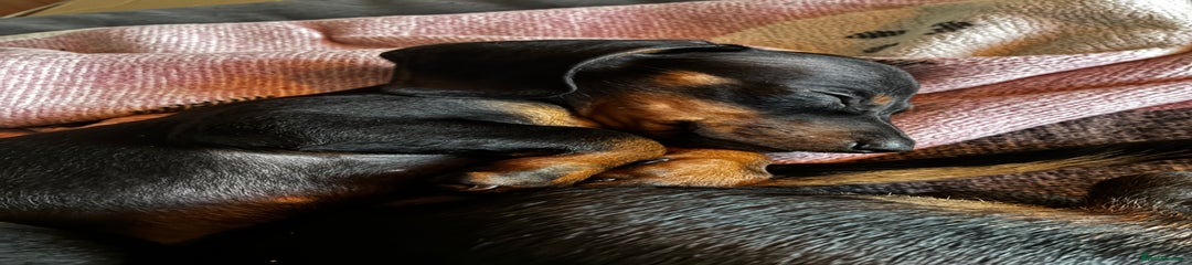 Miniature Dachshund Puppy 3