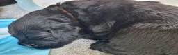 Newfoundland dogs for sale: KC Registered Black Newfoundland Puppies  in Moffat - Advert 19