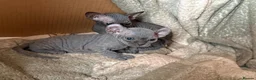 Sphynx cats for sale: 2 gorgeous sphynx boys - Advert 3
