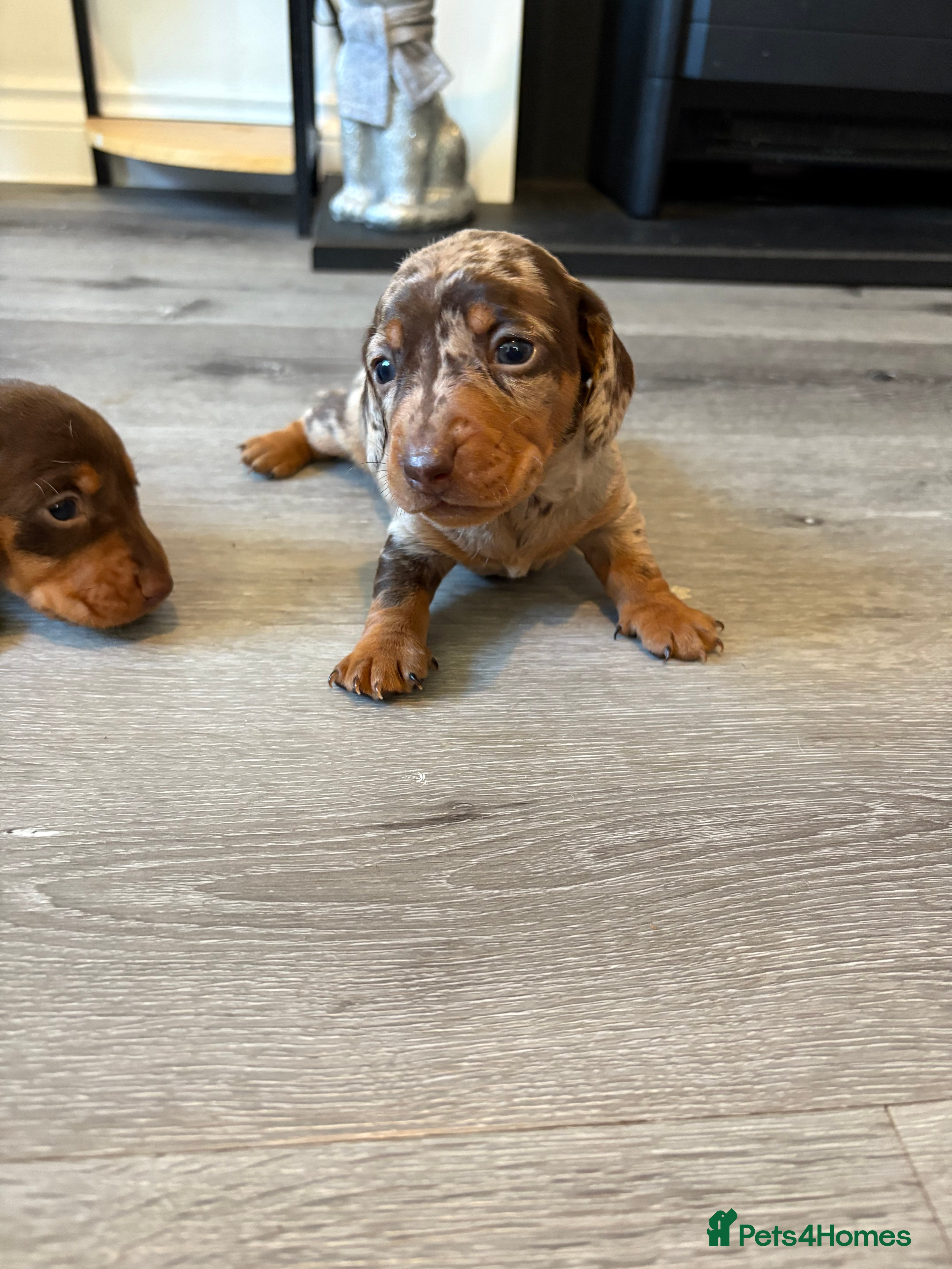 Miniature Dachshund dogs Adorable Miniature dachshund Babies - Advert 3