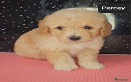 Maltipoo dogs for sale: Quality Champion Apricot Teddy toy Maltipoo's 🧸 - Image 28