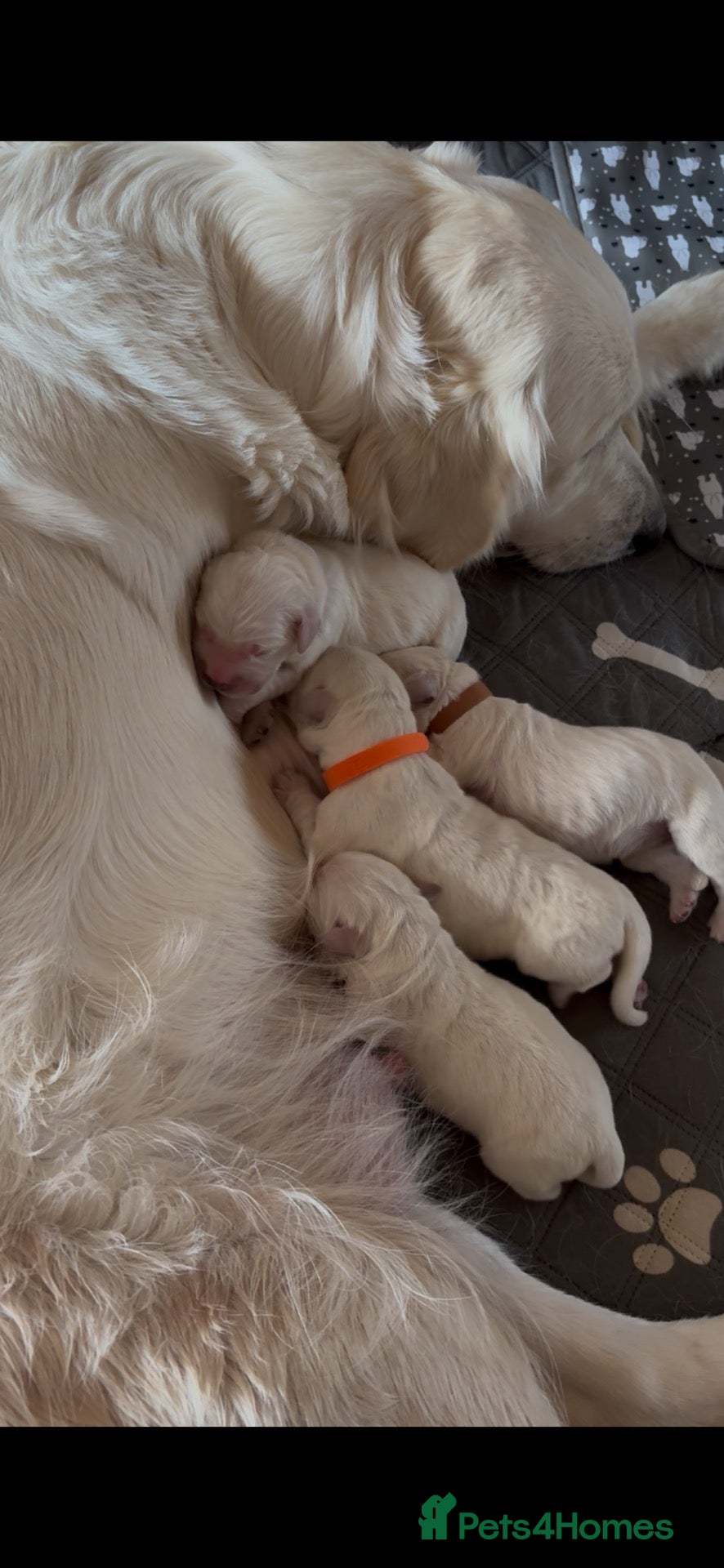 Golden Retriever dogs Stunning Cream Golden Retriever Puppies  - Advert 10
