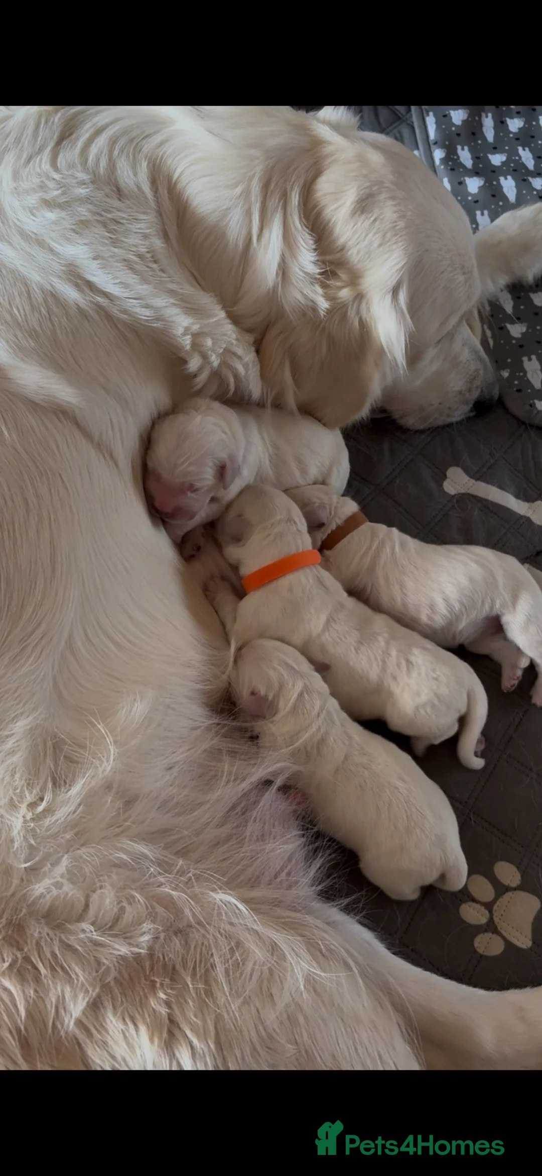 Golden Retriever dogs for sale: Stunning Cream Golden Retriever Puppies  - Advert 1