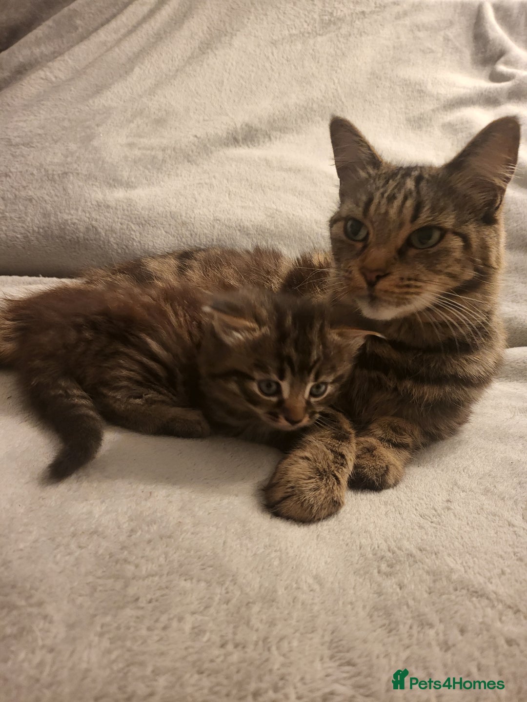 Siberian cats for sale: Sweet Little Princess Is Looking for a Loving Home - Advert 10