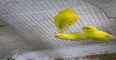 Budgerigars birds - Advert 1