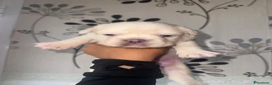 French Bulldog Puppy 3