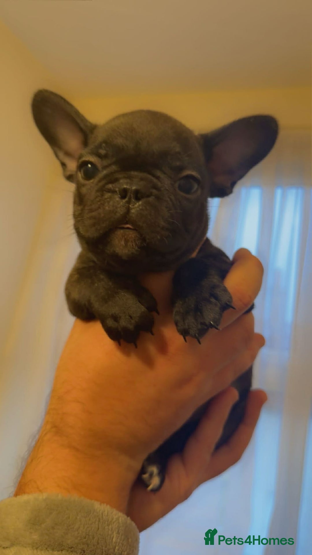 French Bulldog dogs for sale: French puppies  - Advert 13