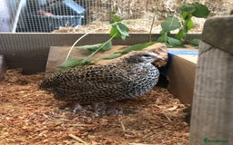 Quail poultry for sale: Jumbo & Celadon (blue egg) Coturnix Quail & eggs - Image 13