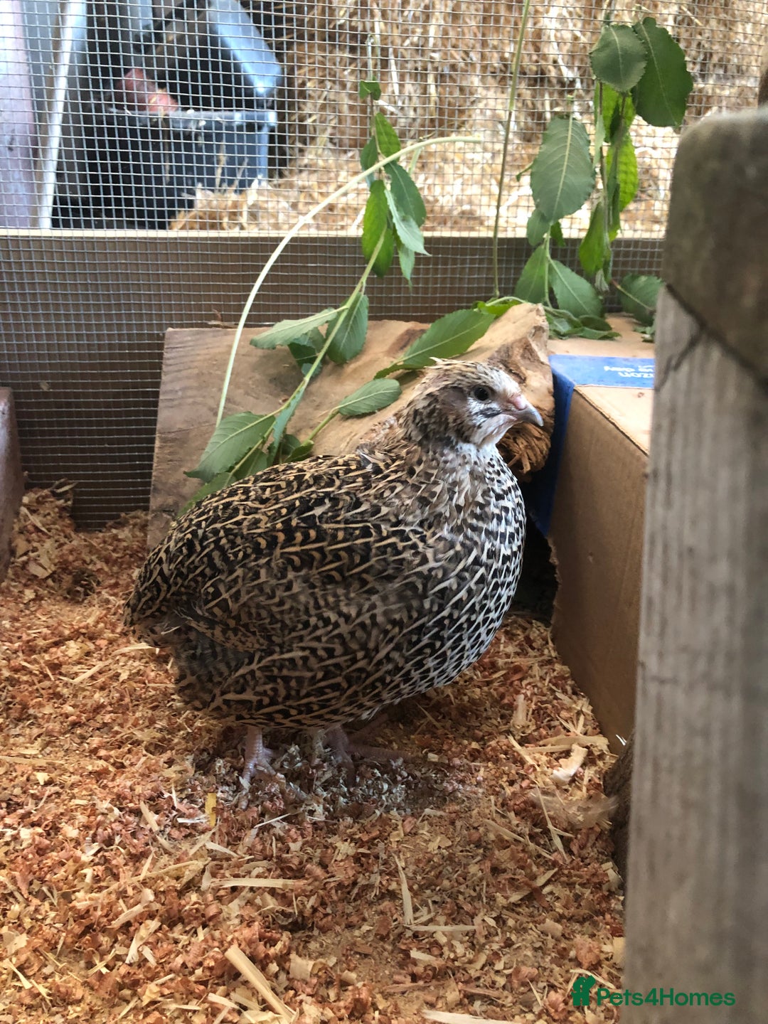 Quail poultry for sale: Jumbo & Celadon (blue egg) Coturnix Quail & eggs - Image 13