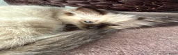 Ragdoll cats for sale: Ragdoll - Advert 7