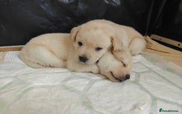Labrador Retriever dogs for sale: Labrador Retriever Puppies - Image 17