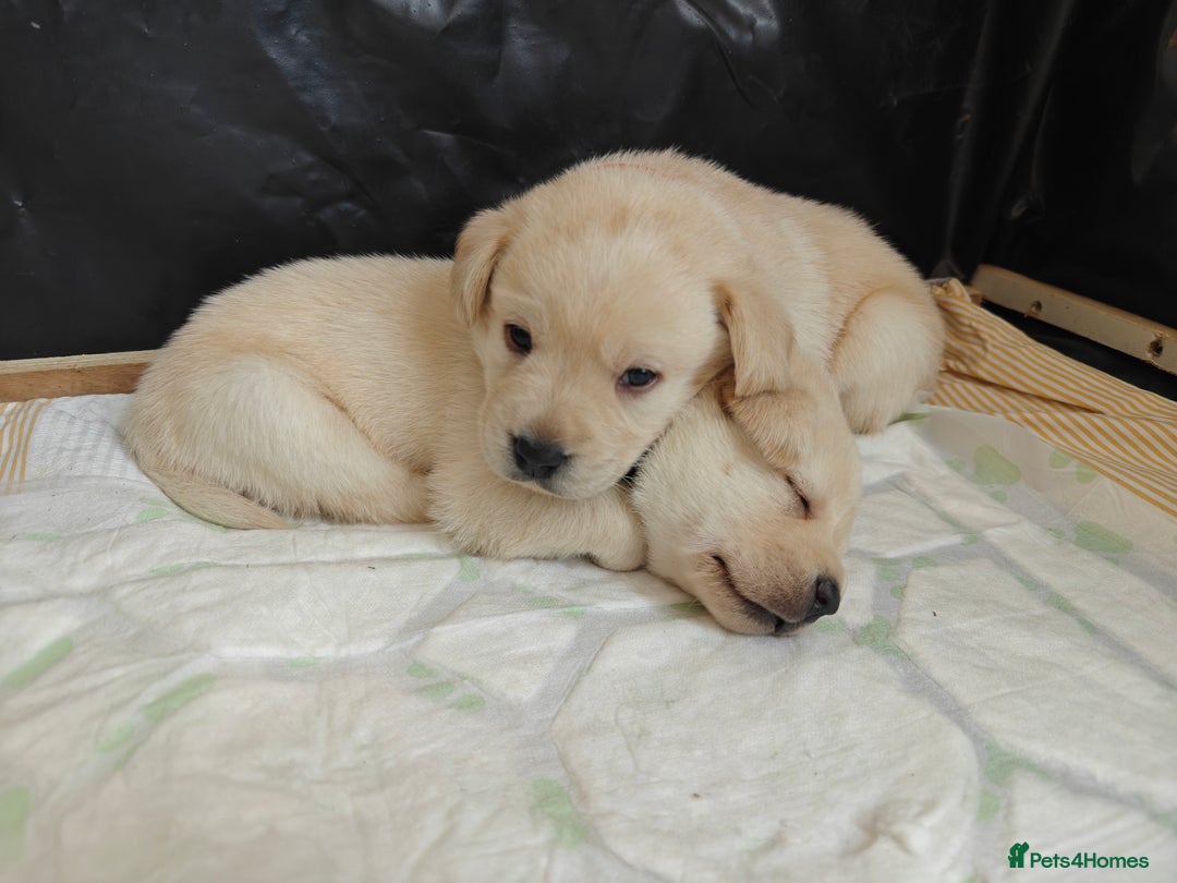 Labrador Retriever dogs for sale: Labrador Retriever Puppies - Image 17