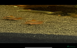 Corys fish for sale: Red Lazer Corys. £15. - Image 2