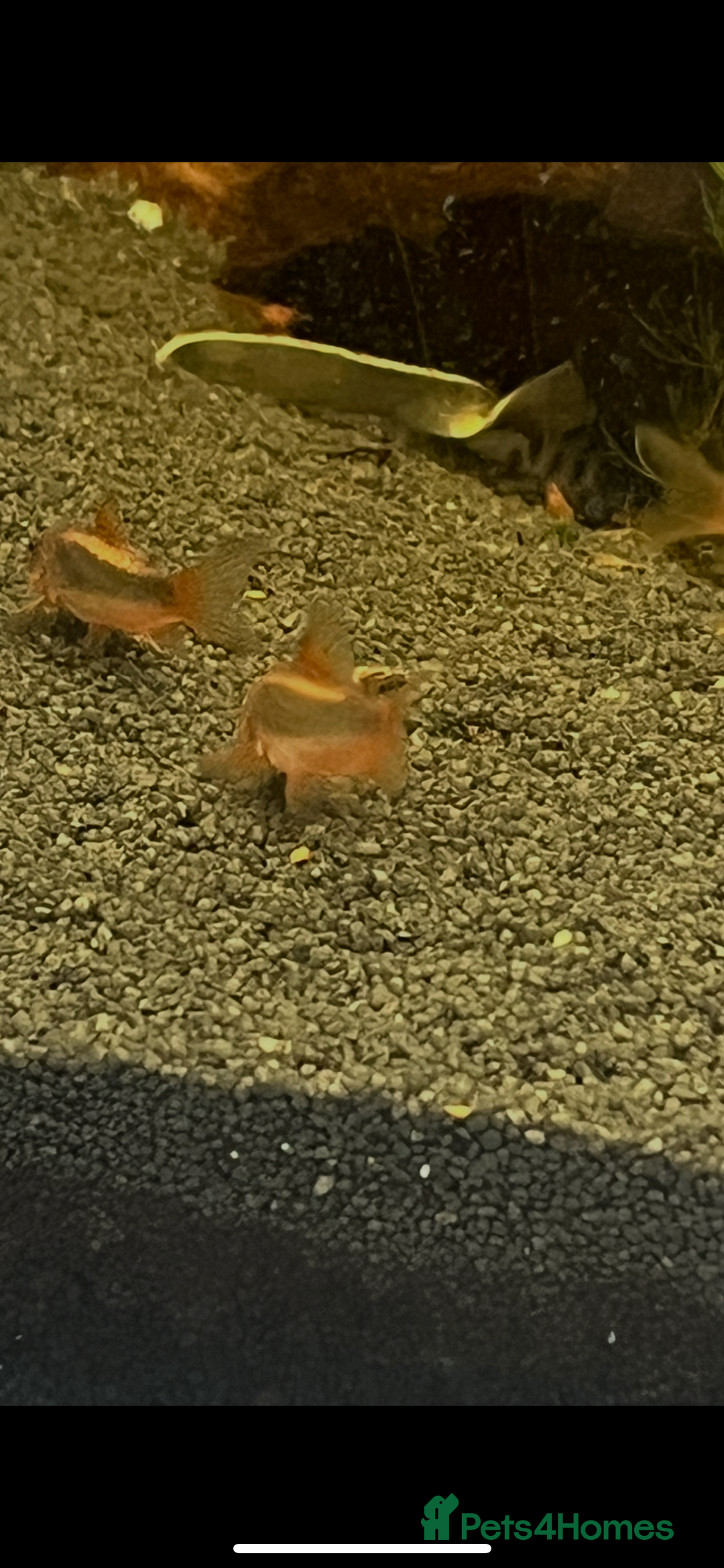 Corys fish for sale: Red Lazer Corys. £15. - Image 2