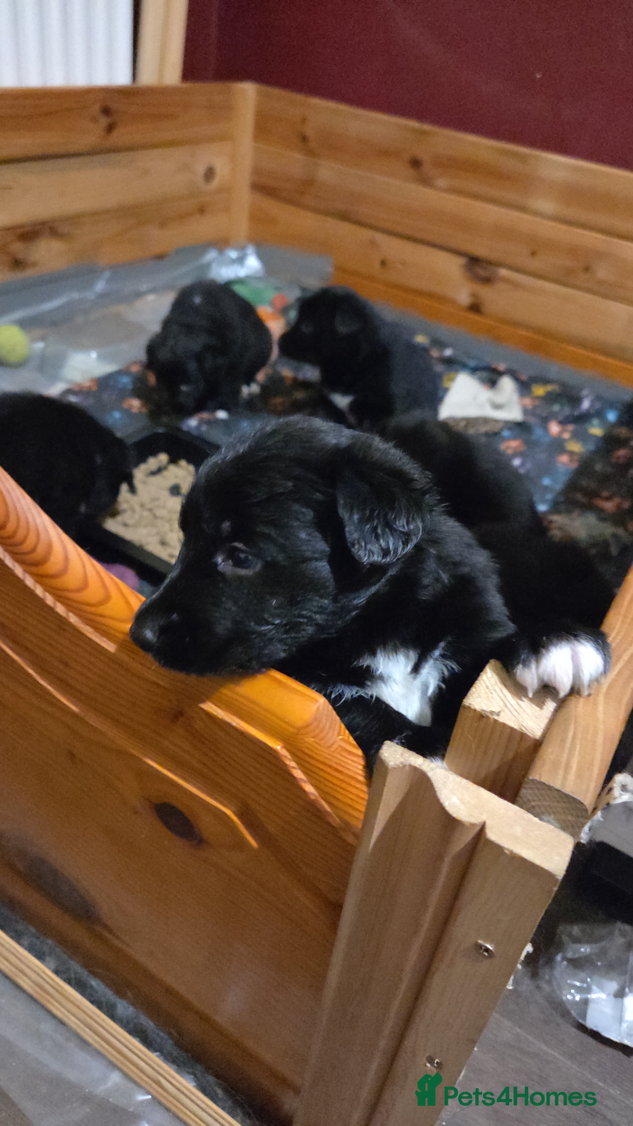Mixed Breed dogs Shollie Puppies for Sale - Advert 2