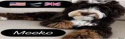 Bernedoodle dogs for sale: Miniature bernadoodles Extensively health tested! - Advert 32