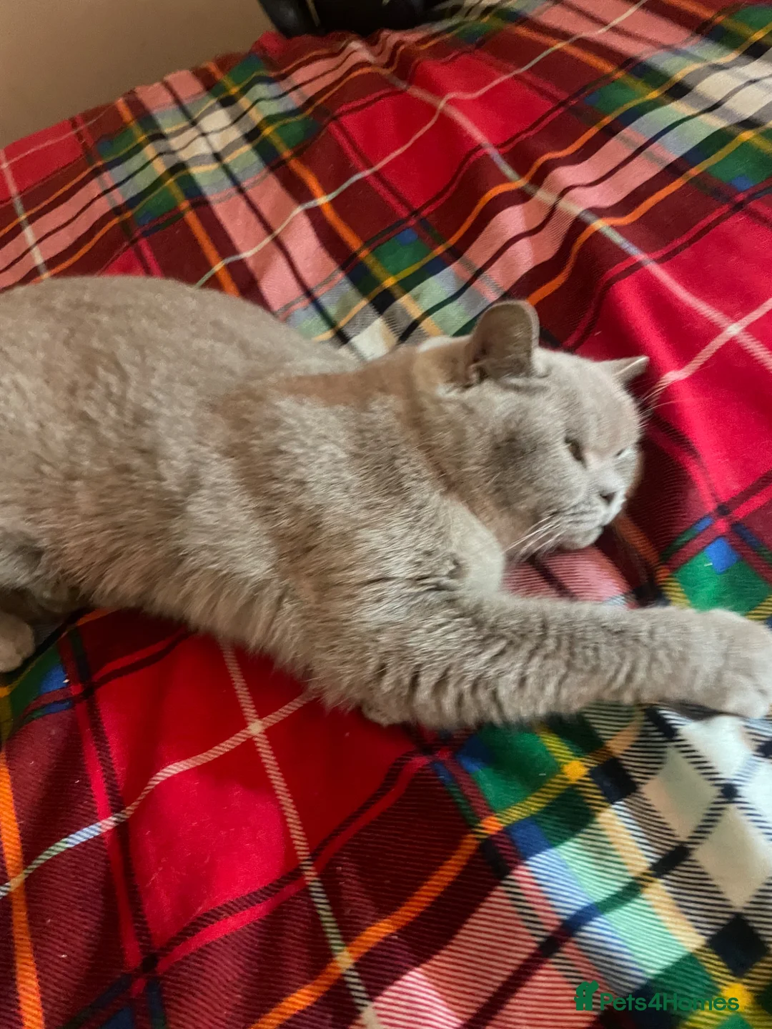 Mixed Breed cats for sale: BSH X MALE - Advert 1