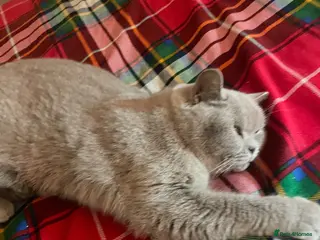 Mixed Breed cats BSH X MALE - Advert 4