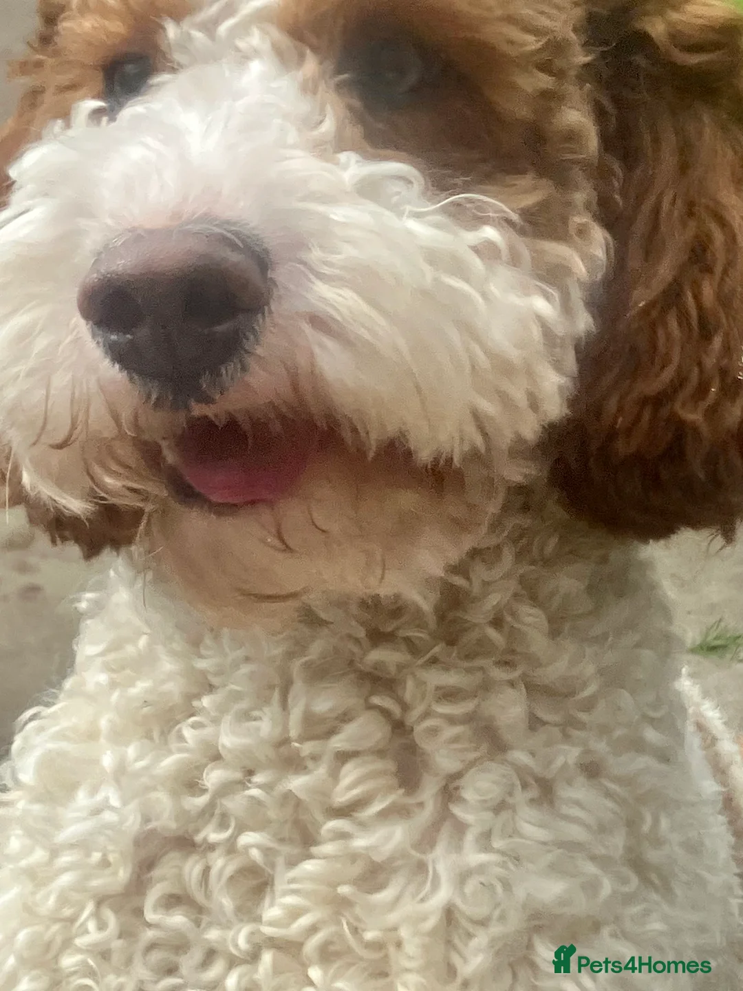 Cockapoo dogs for stud: Cockapoo Stud Dog - Proven  - Advert 2