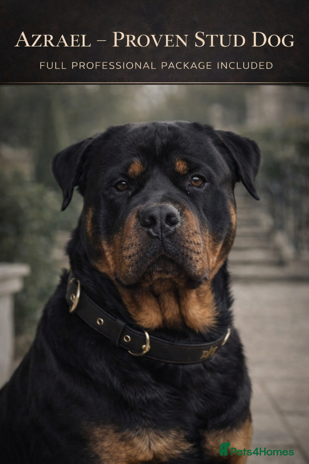 Rottweiler dogs KC Reg Proven Stud Package Inc Cytology & Scan - Advert 1