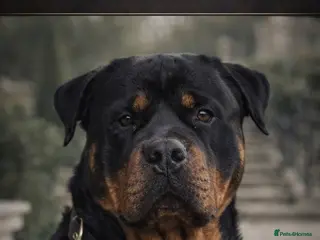 Rottweiler dogs KC Reg Proven Stud Package Inc Cytology & Scan - Advert 1