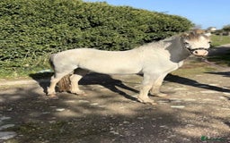 Welsh Section A horses for sale: Welsh section A pony  - Image 3