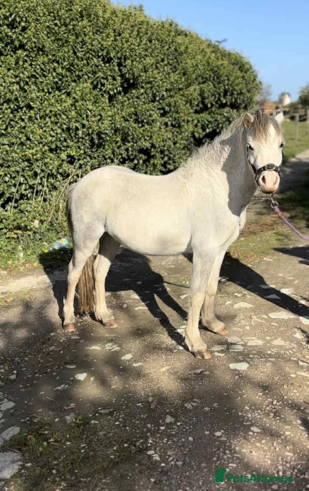 Welsh Section A horses for sale: Welsh section A pony  - Advert 3