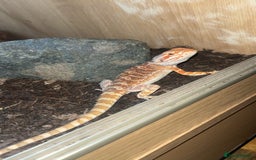 Bearded Dragon reptiles for sale: Male bearded dragon  - Image 4