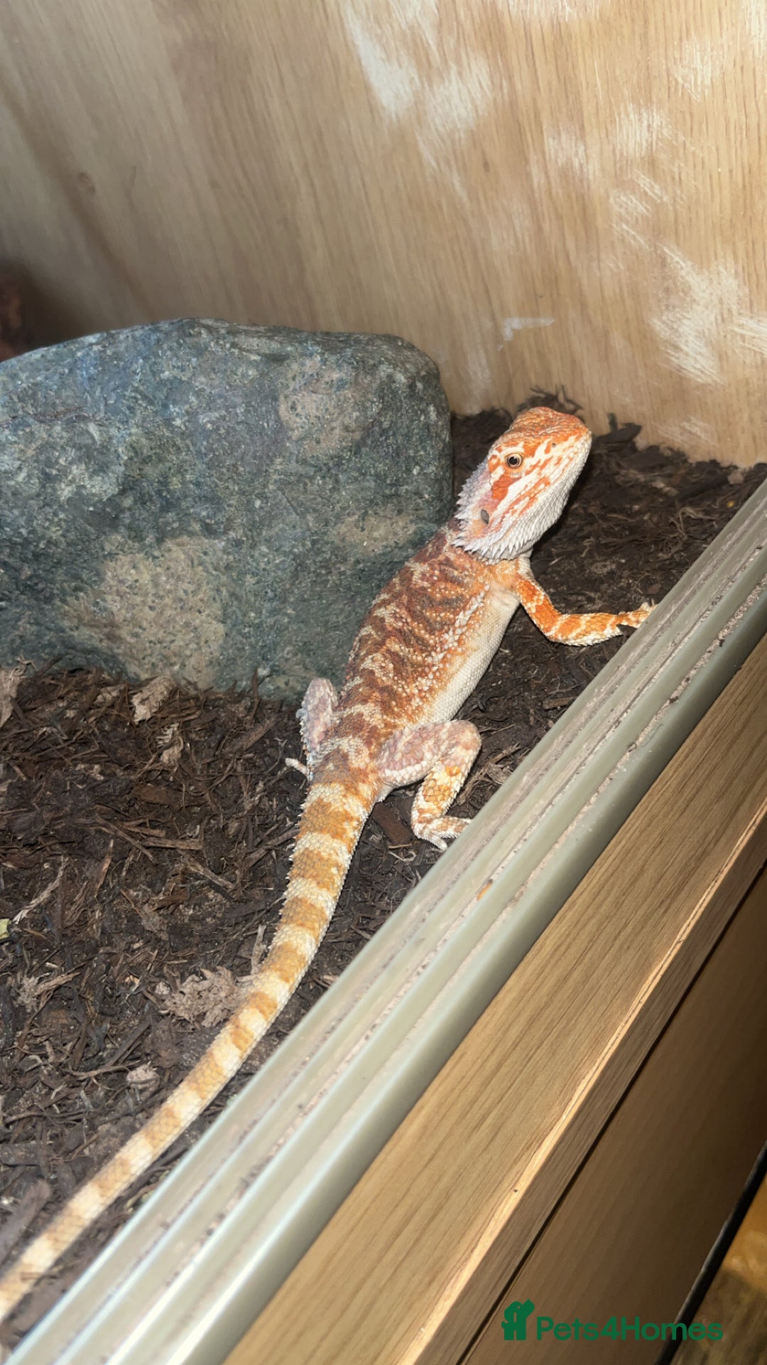 Bearded Dragon reptiles for sale: Male bearded dragon  - Image 4
