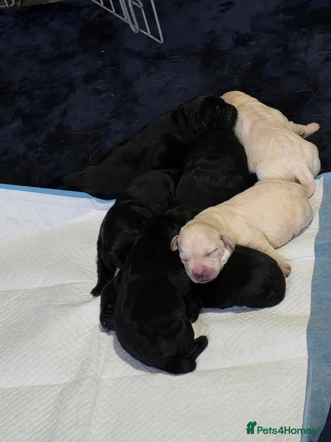 Labrador Retriever dogs for sale: Labrador pups for sale - Advert 3