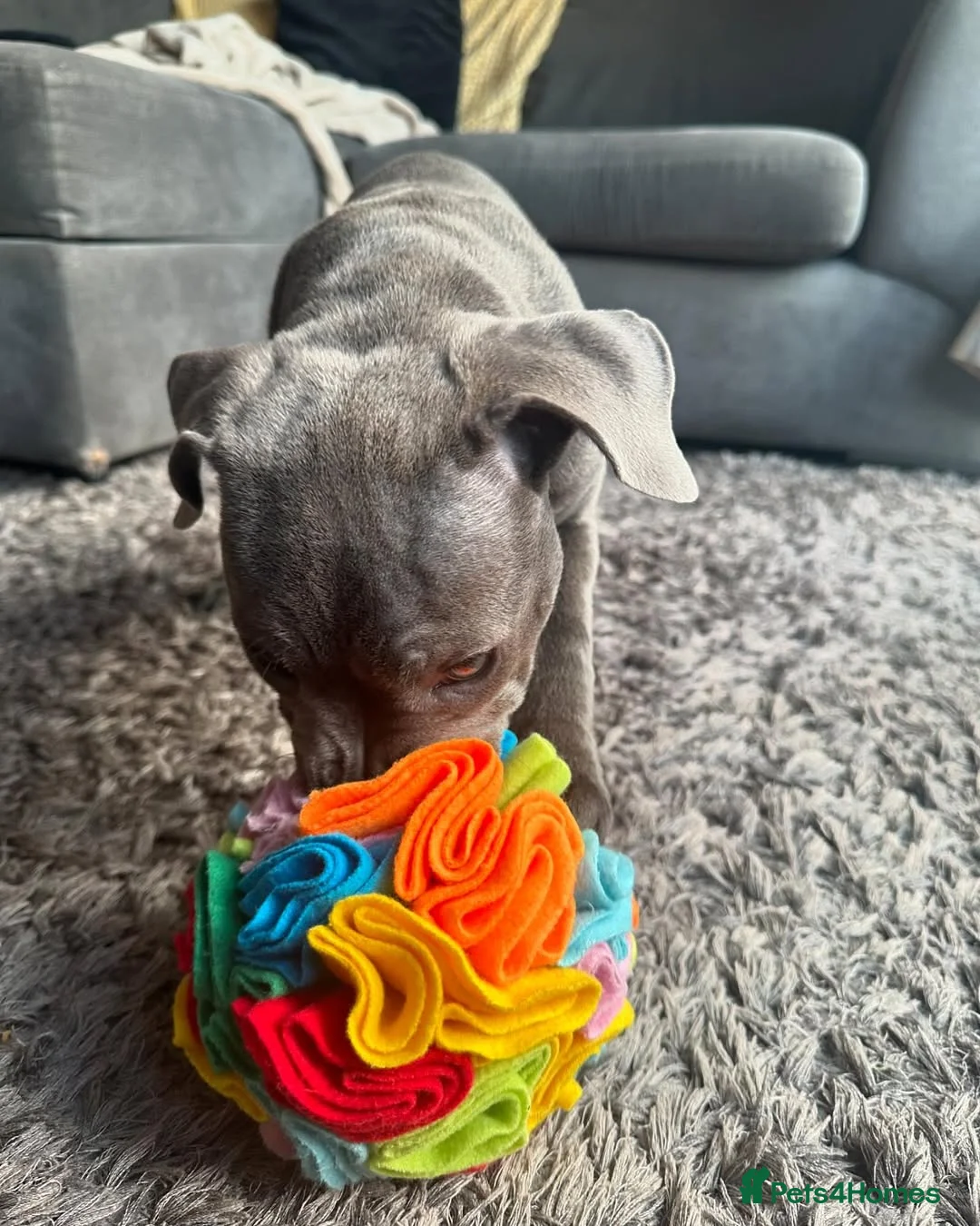 Staffordshire Bull Terrier dogs for sale: Adorable Staffy Puppies for sale  in London - Advert 2