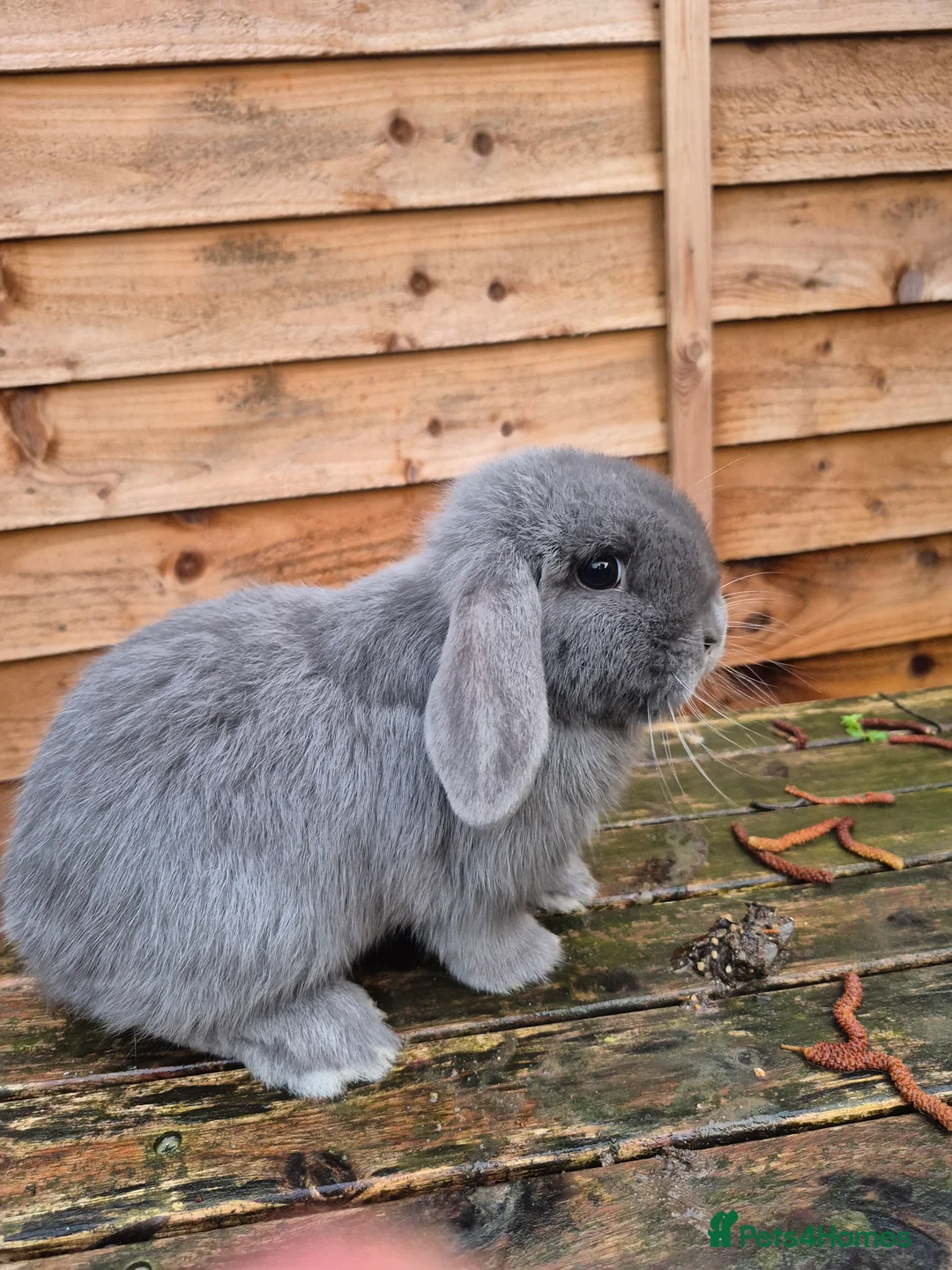 Mini Lop rabbits for sale: Mini lop doe - Advert 3