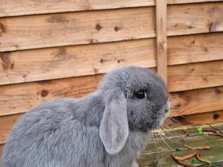 Mini Lop rabbits Mini lop doe - Advert 16