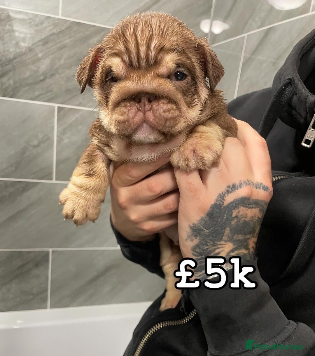 English Bulldog dogs for sale: English bulldogs / phenomenal pedigree. - Image 2