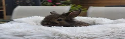 Mini Lion Lop rabbits for sale: Ready 23rd October  - Advert 5