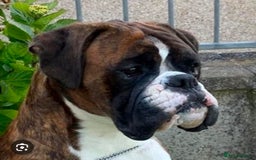 Boxer dogs for sale: Quality Well Bred Boxer Babies - Image 10