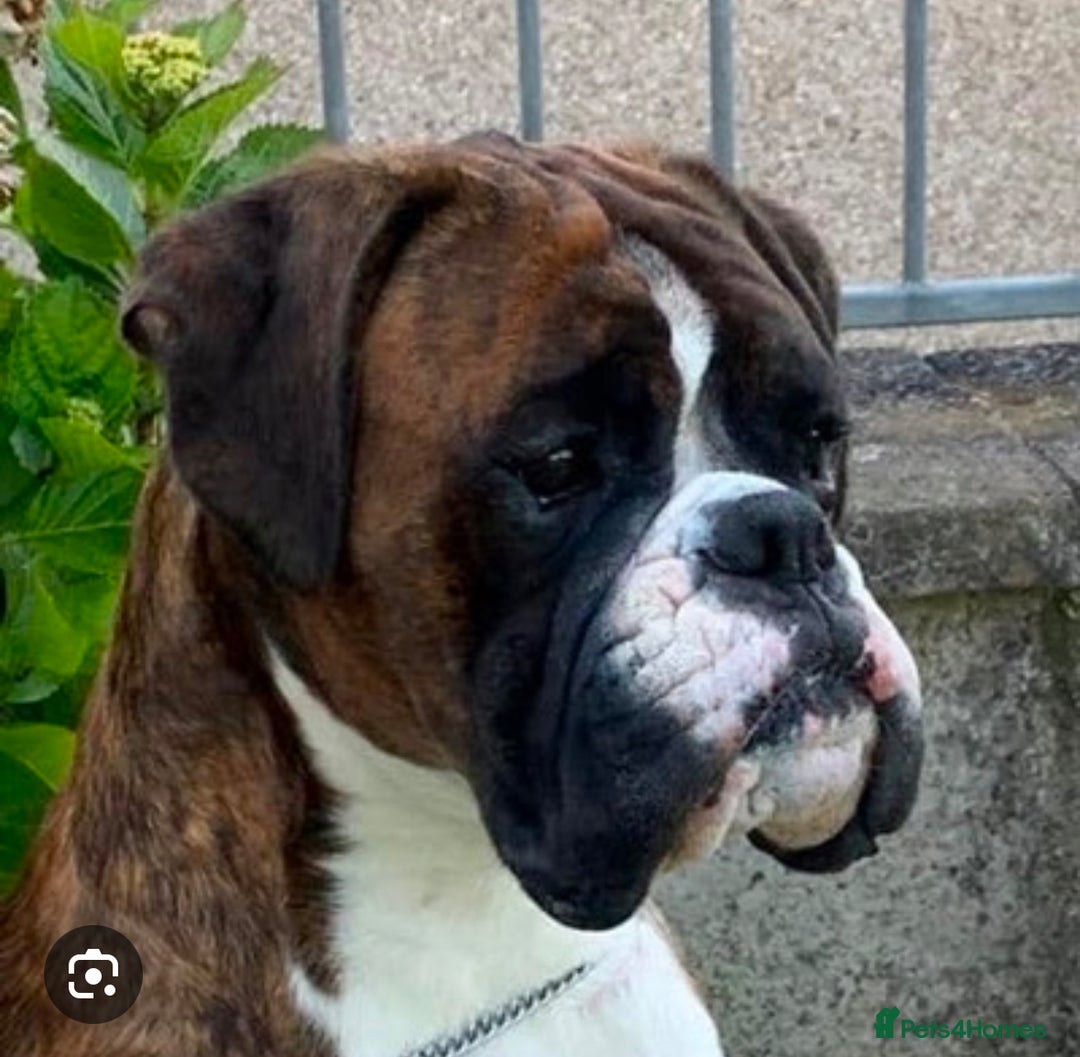 Boxer dogs for sale: Quality Well Bred Boxer Babies - Image 10