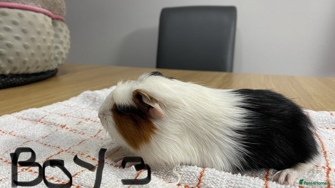 Guinea Pig rodents for sale: 3 Male Guinea Pigs - Image 7