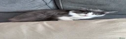 Mixed Breed cats for sale: Beautiful Grey and white female Cat - Advert 2