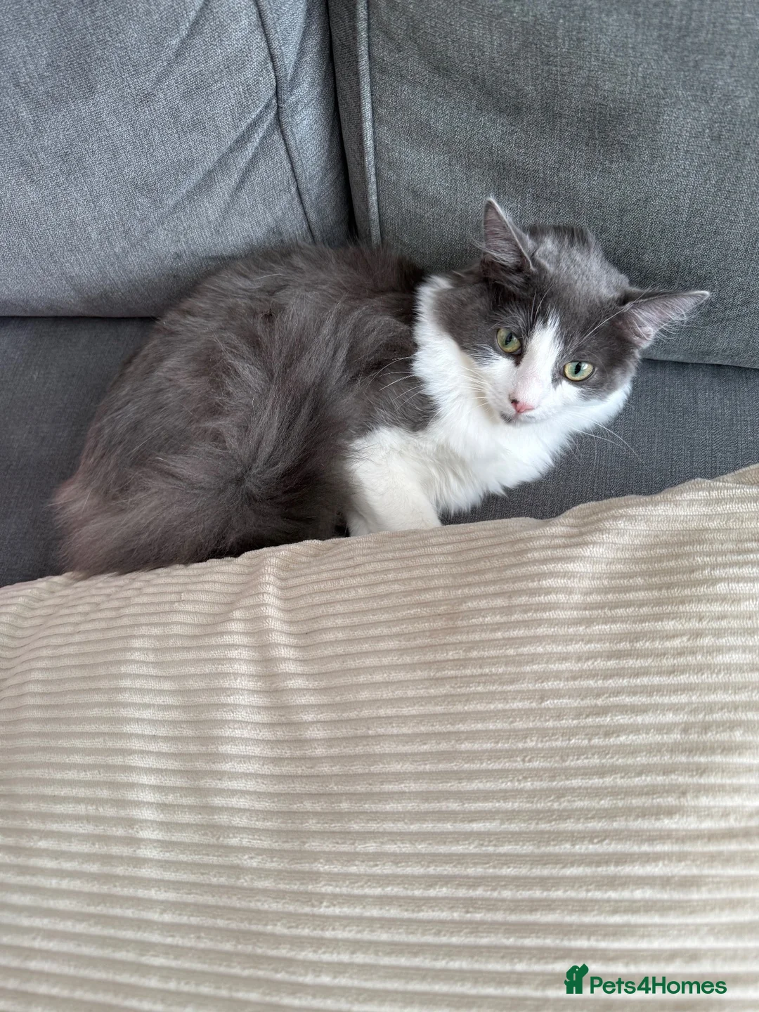 Mixed Breed cats for sale: Beautiful Grey and white female Cat - Advert 2
