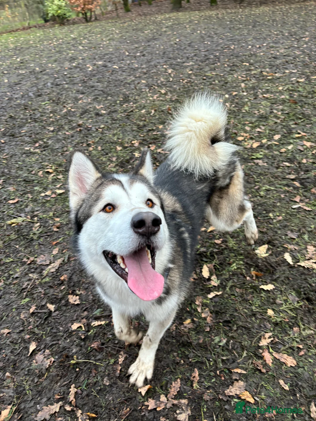 Siberian Husky dogs for stud: Beautiful proven Siberian Husky ready for stud! in Preston - Advert 2