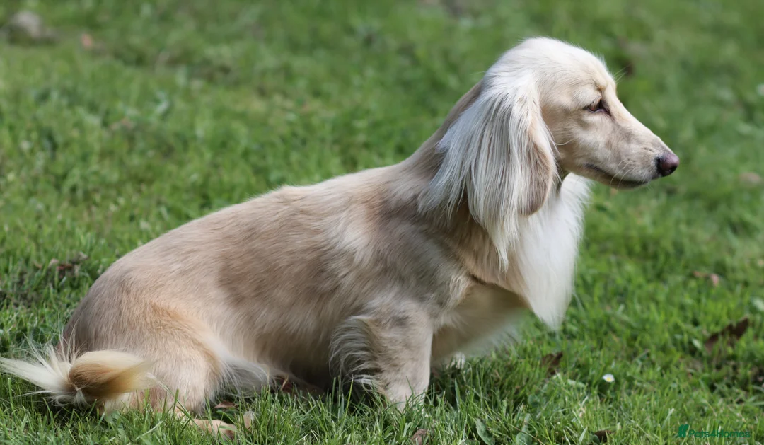 Miniature Dachshund dogs for stud: Long Haired Cream, no dilute, Pra Clear, Kc Regg - Advert 3