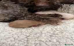 Cairn Terrier dogs for sale: STUNNING F1 cairn-oodle puppies  - Image 29