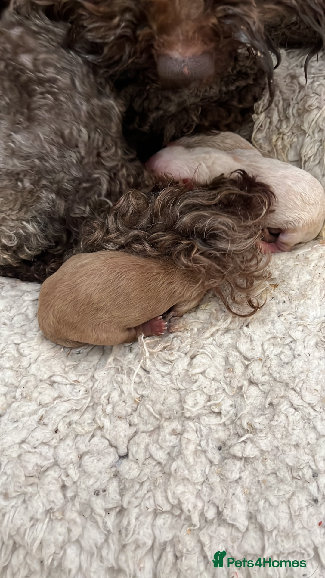 Cairn Terrier dogs for sale: STUNNING F1 cairn-oodle puppies  - Image 29