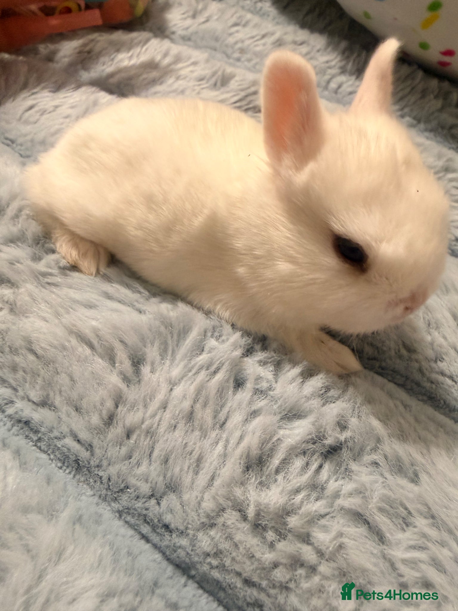 Mixed Breed rabbits for sale: Bunnies for sale - Advert 17
